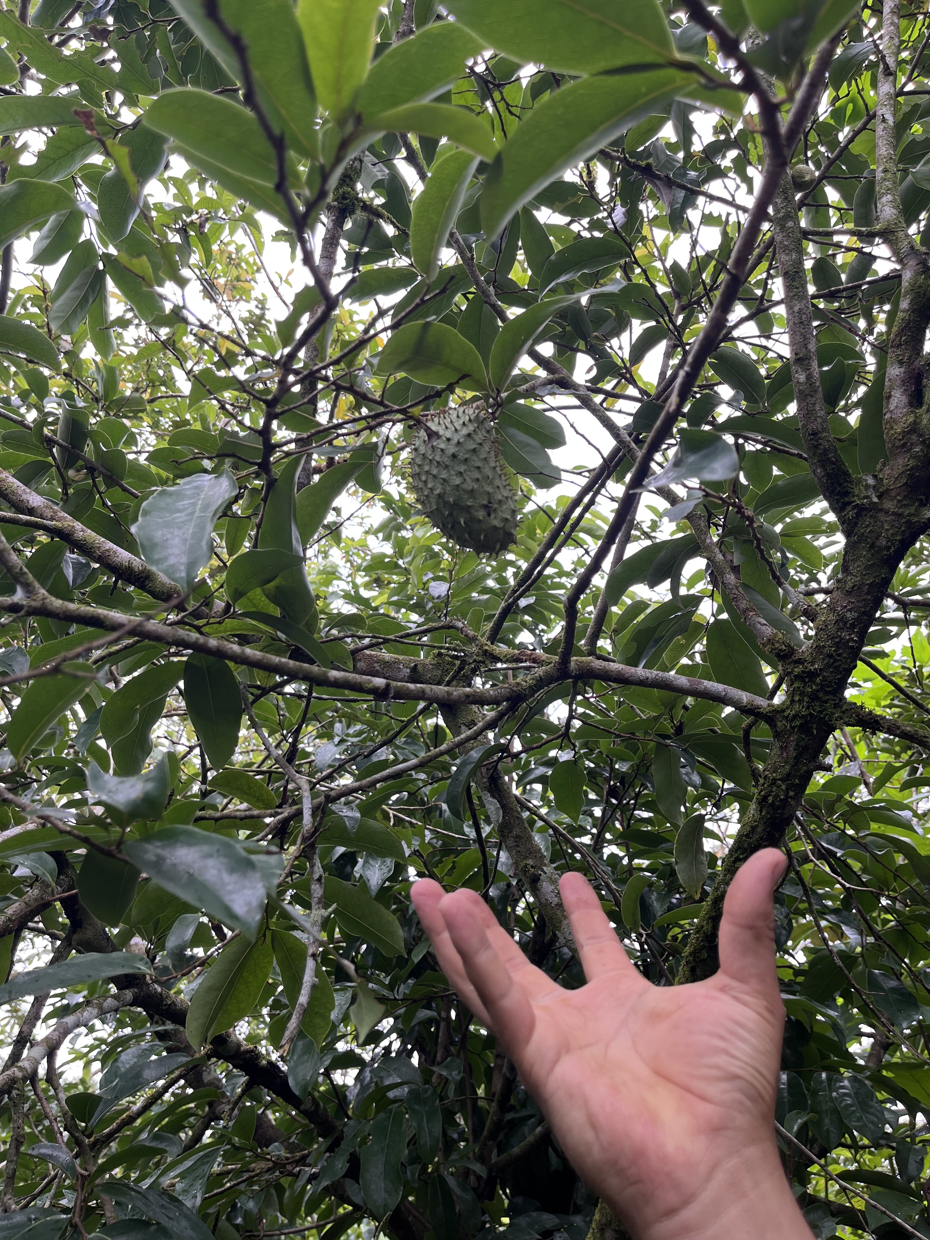 Photo 13 - Guanabana.jpeg
